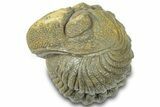 Wide, Bumpy Enrolled Morocops Trilobite - Morocco #310762-1